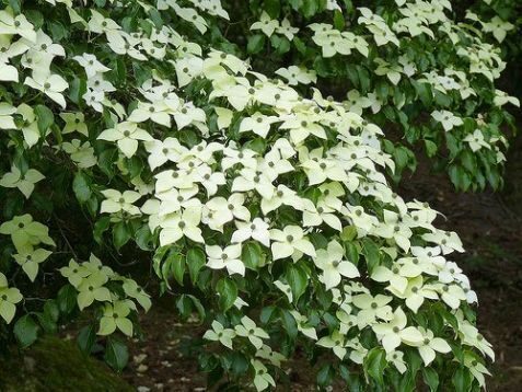 Cornus kousa Weisse Fontäne